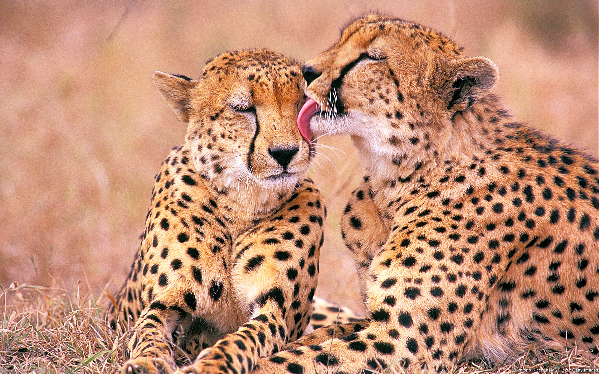 South African Cheetahs2516117069